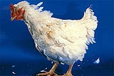 sick chicken